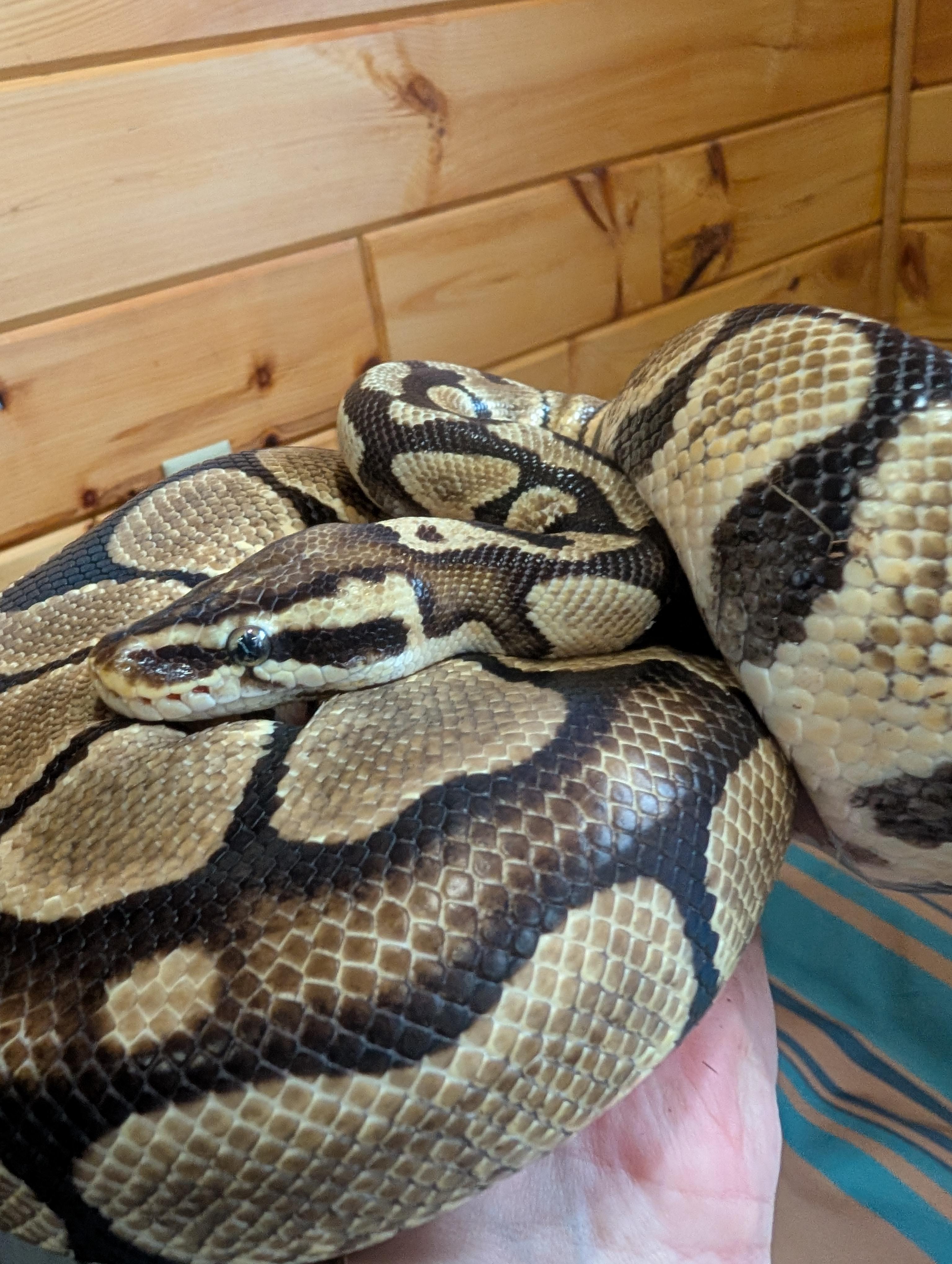 Enlarge Ziva, a Adopted Ball Python in Merrill, MI image 4/5