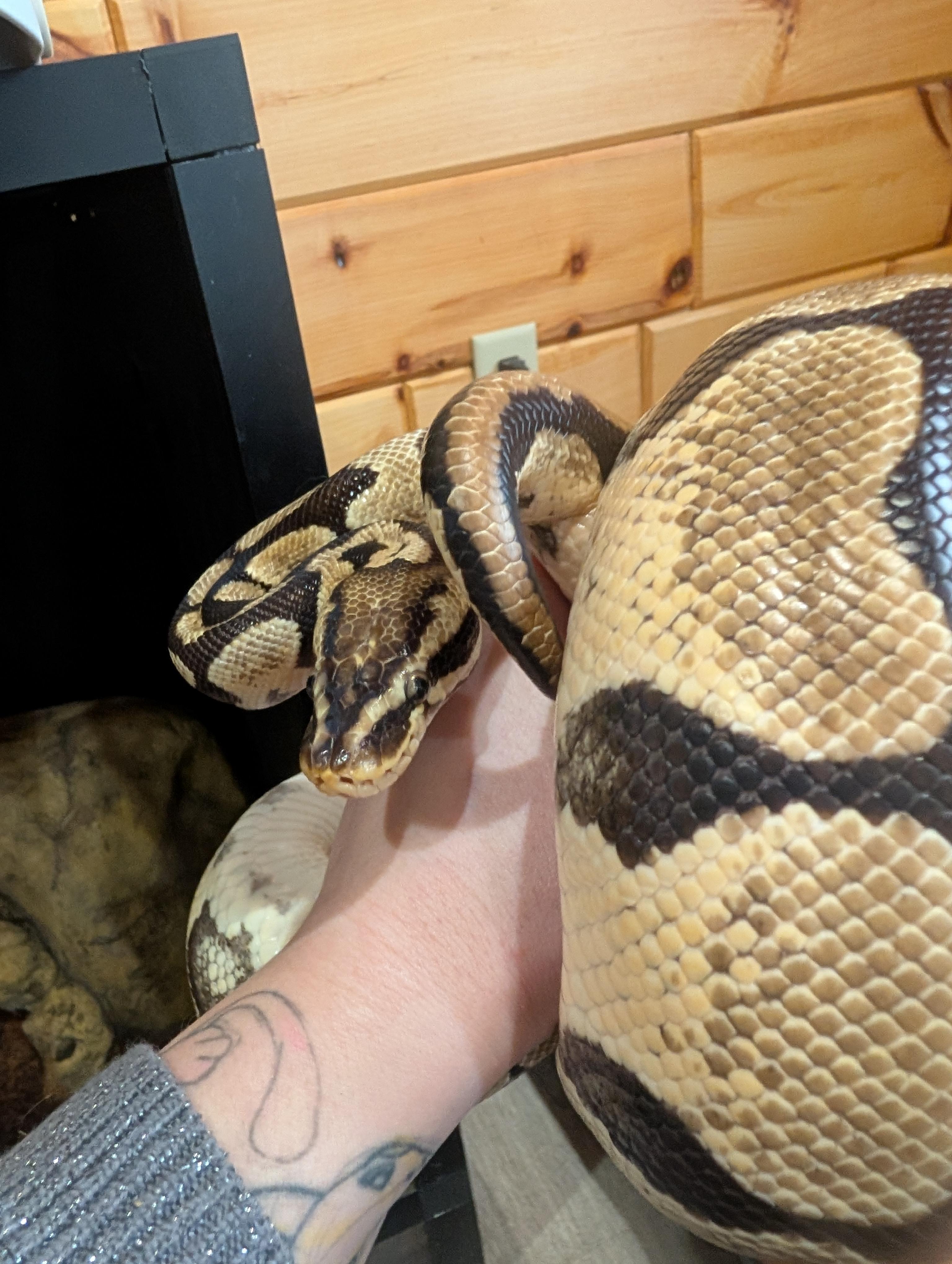 Enlarge Ziva, a Adopted Ball Python in Merrill, MI image 5/5