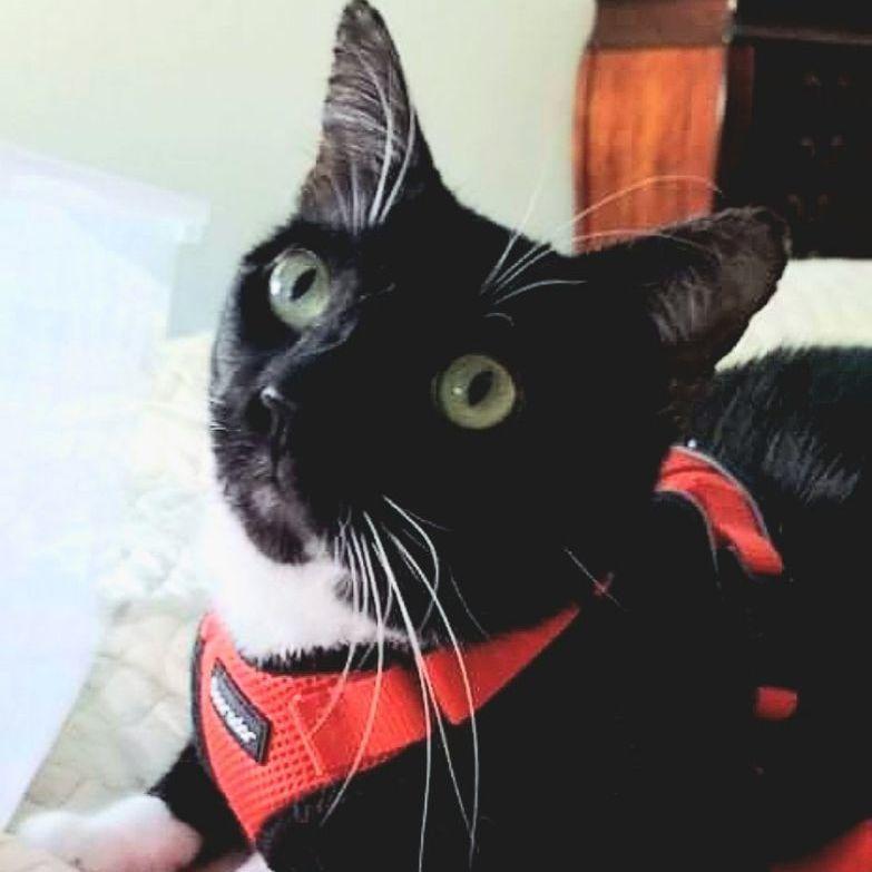 James, a Adoptable Tuxedo in Covina, CA image 1/6