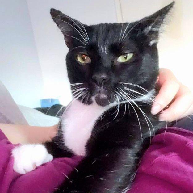 James, a Adoptable Tuxedo in Covina, CA image 4/6