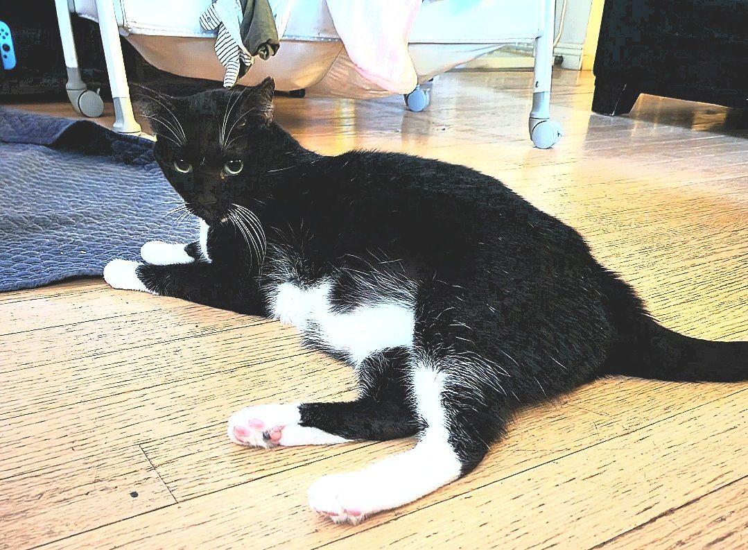 James, a Adoptable Tuxedo in Covina, CA image 5/6