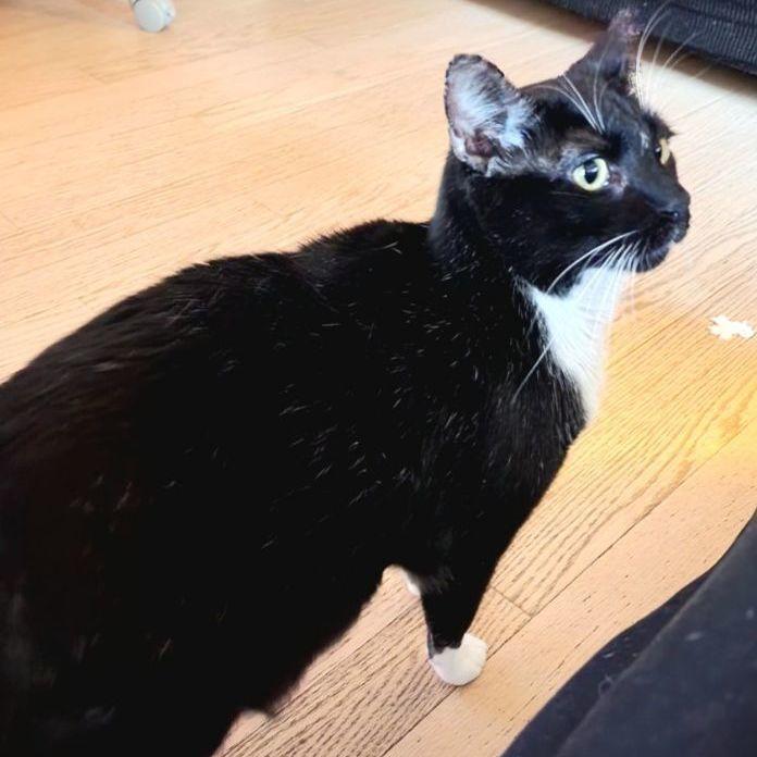 James, a Adoptable Tuxedo in Covina, CA image 2/6