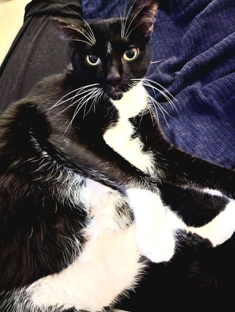 James, a Adoptable Tuxedo in Covina, CA image 3/6