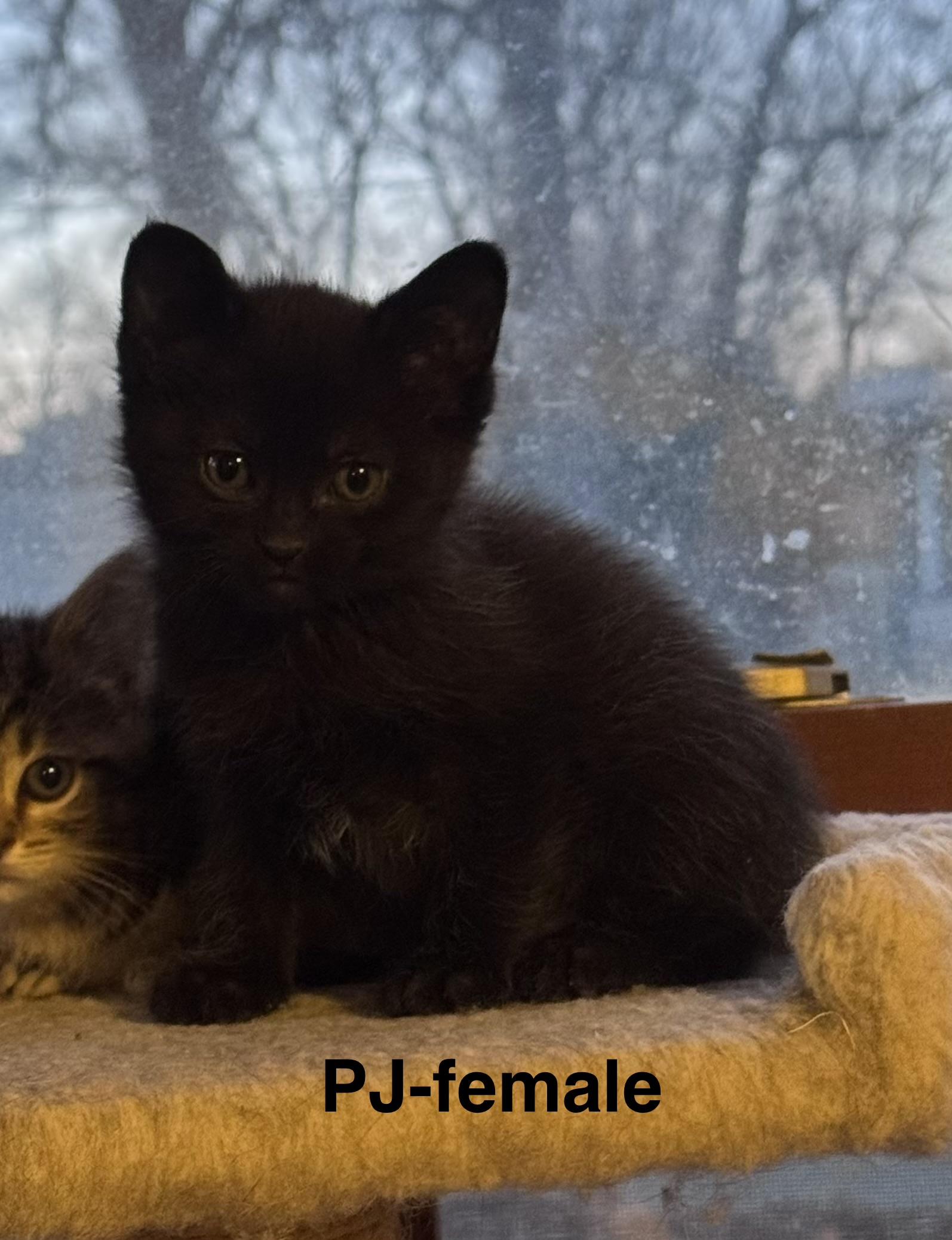 Enlarge PJ, a Adoptable mixed breed in Crystal Lake, IL image 3/3