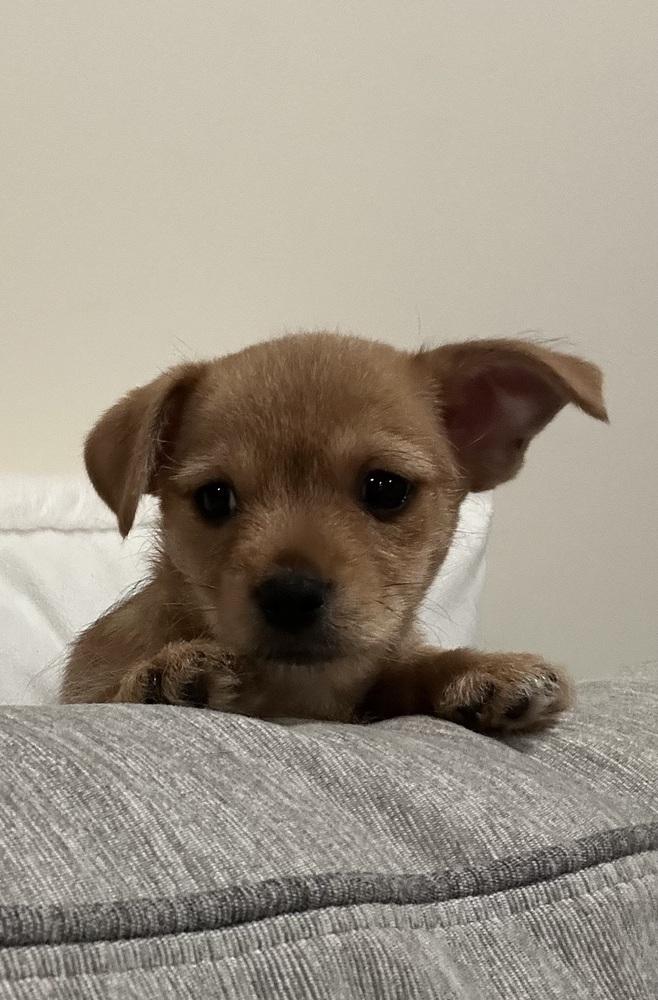 O’shea, Adoptable, Puppy Male Chihuahua & Miniature Pinscher.