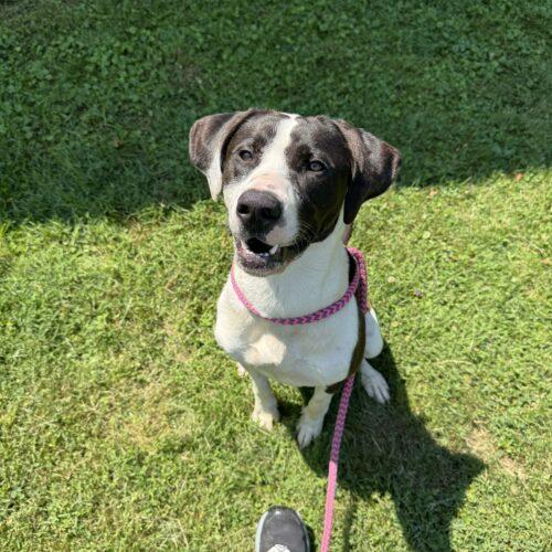 Enlarge Bree, a Adoptable mixed breed in Christiansburg, VA image 1/6