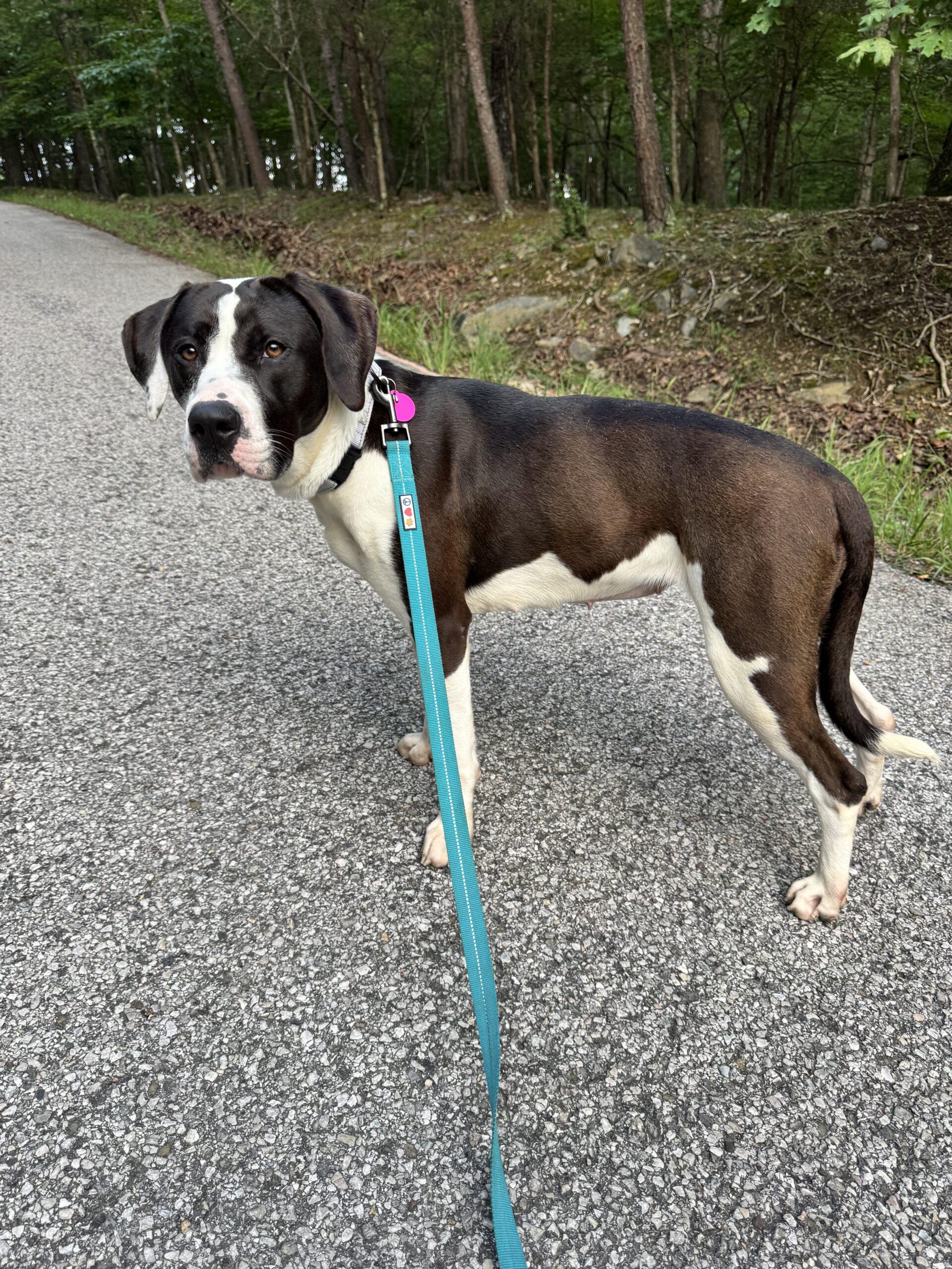 Enlarge Bree, a Adoptable mixed breed in Christiansburg, VA image 2/6
