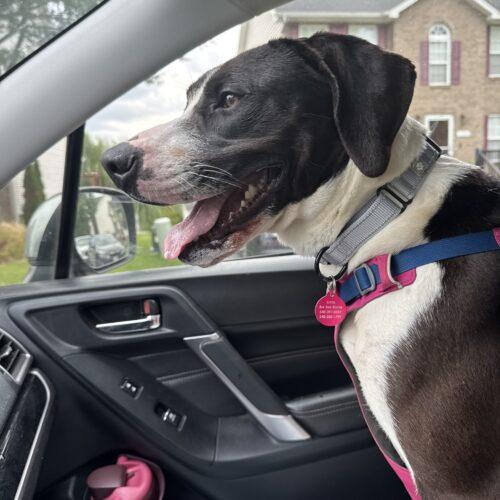 Enlarge Bree, a Adoptable mixed breed in Christiansburg, VA image 3/6