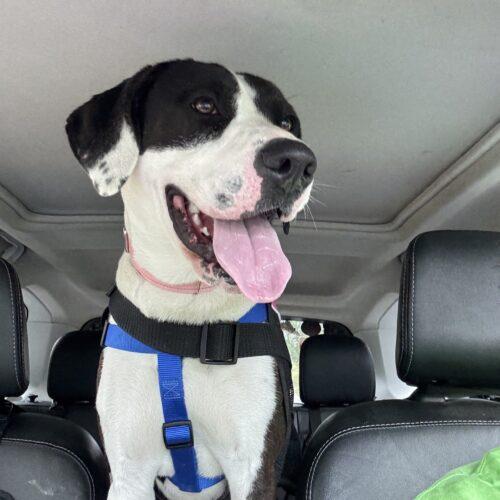 Enlarge Bree, a Adoptable mixed breed in Christiansburg, VA image 4/6
