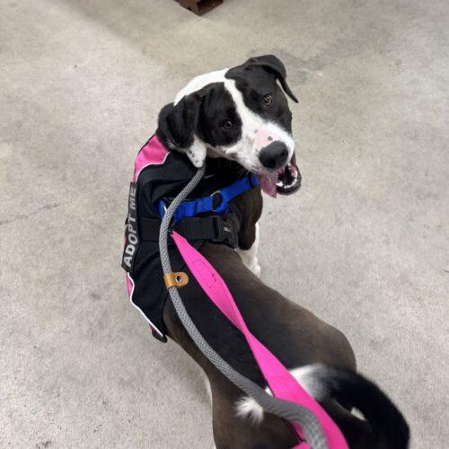 Enlarge Bree, a Adoptable mixed breed in Christiansburg, VA image 5/6