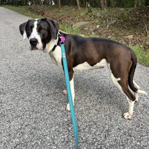 Enlarge Bree, a Adoptable mixed breed in Christiansburg, VA image 6/6