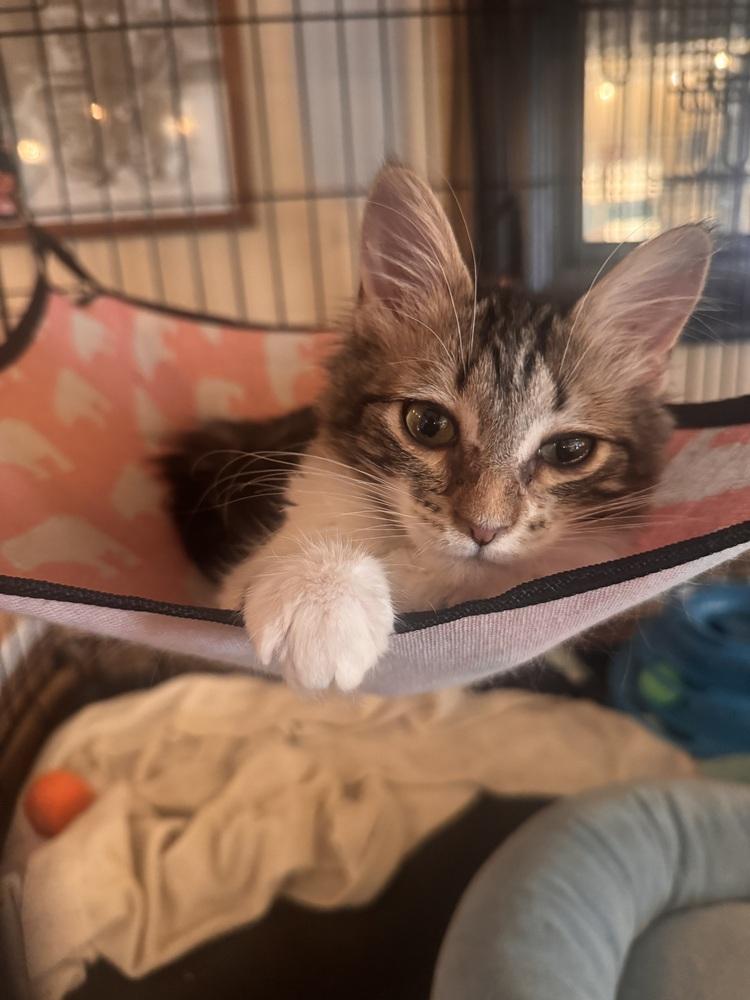 Otto, Adoptable, Kitten Male Domestic Long Hair.