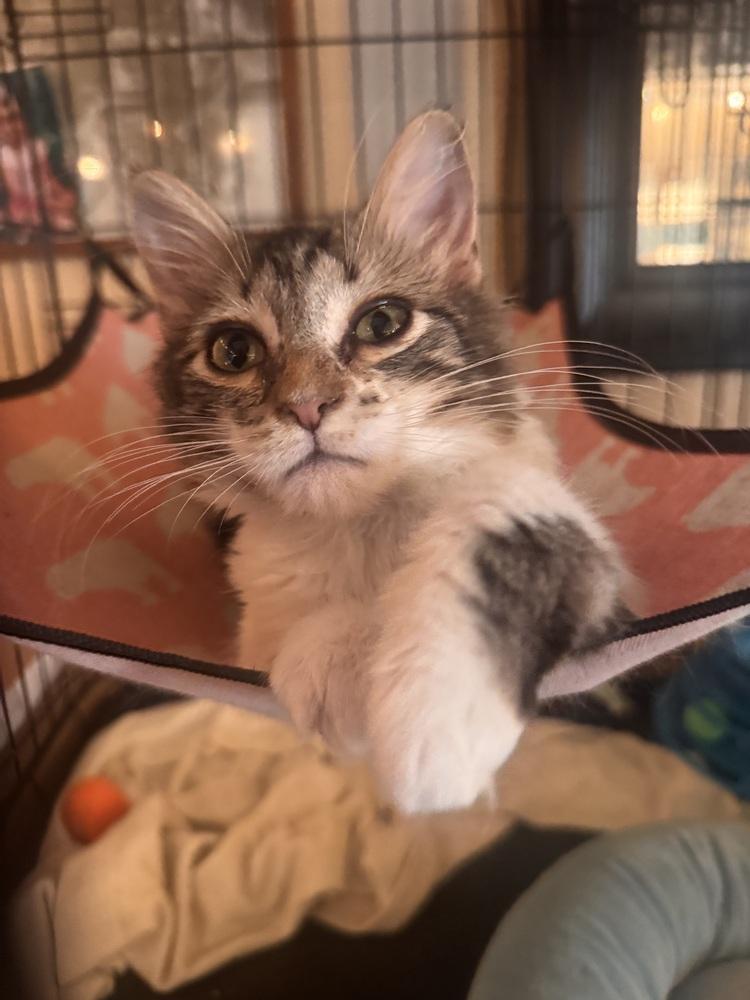 Enlarge Otto, a Adoptable mixed breed in Plumerville, AR image 2/2