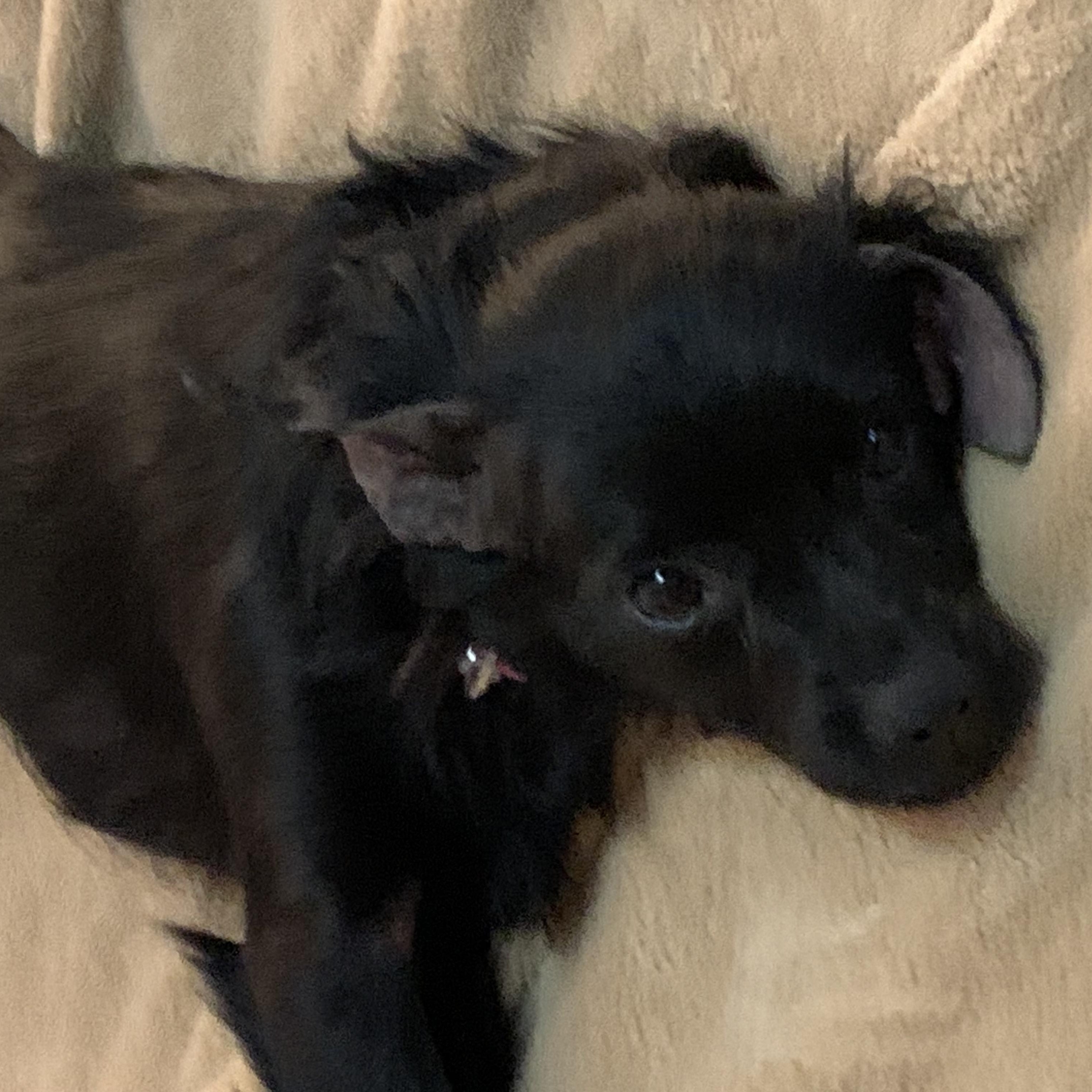 Enlarge Nova, an adopted mixed breed in Grafton, WV image 4/6
