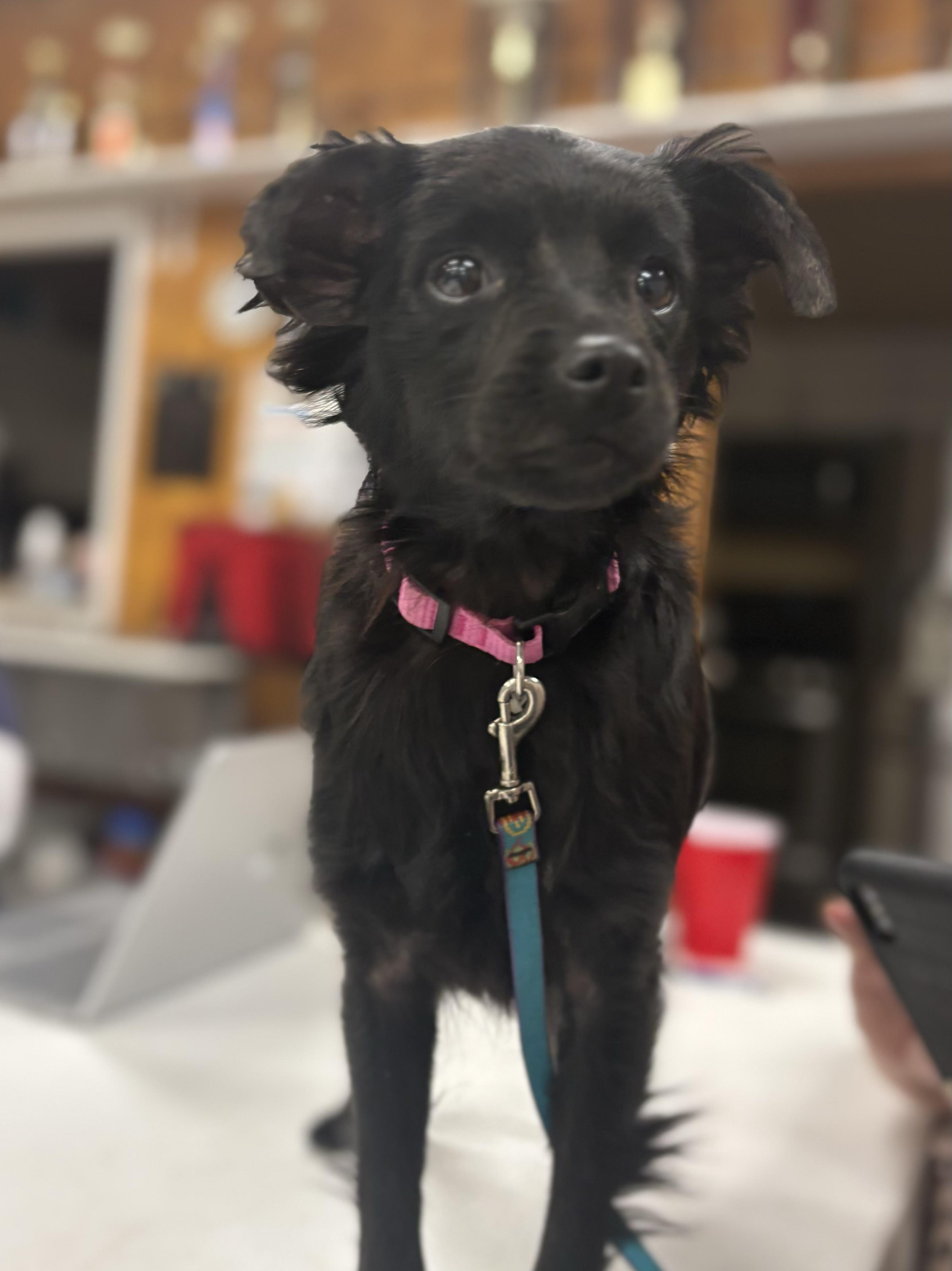 Enlarge Nova, an adopted mixed breed in Grafton, WV image 3/6