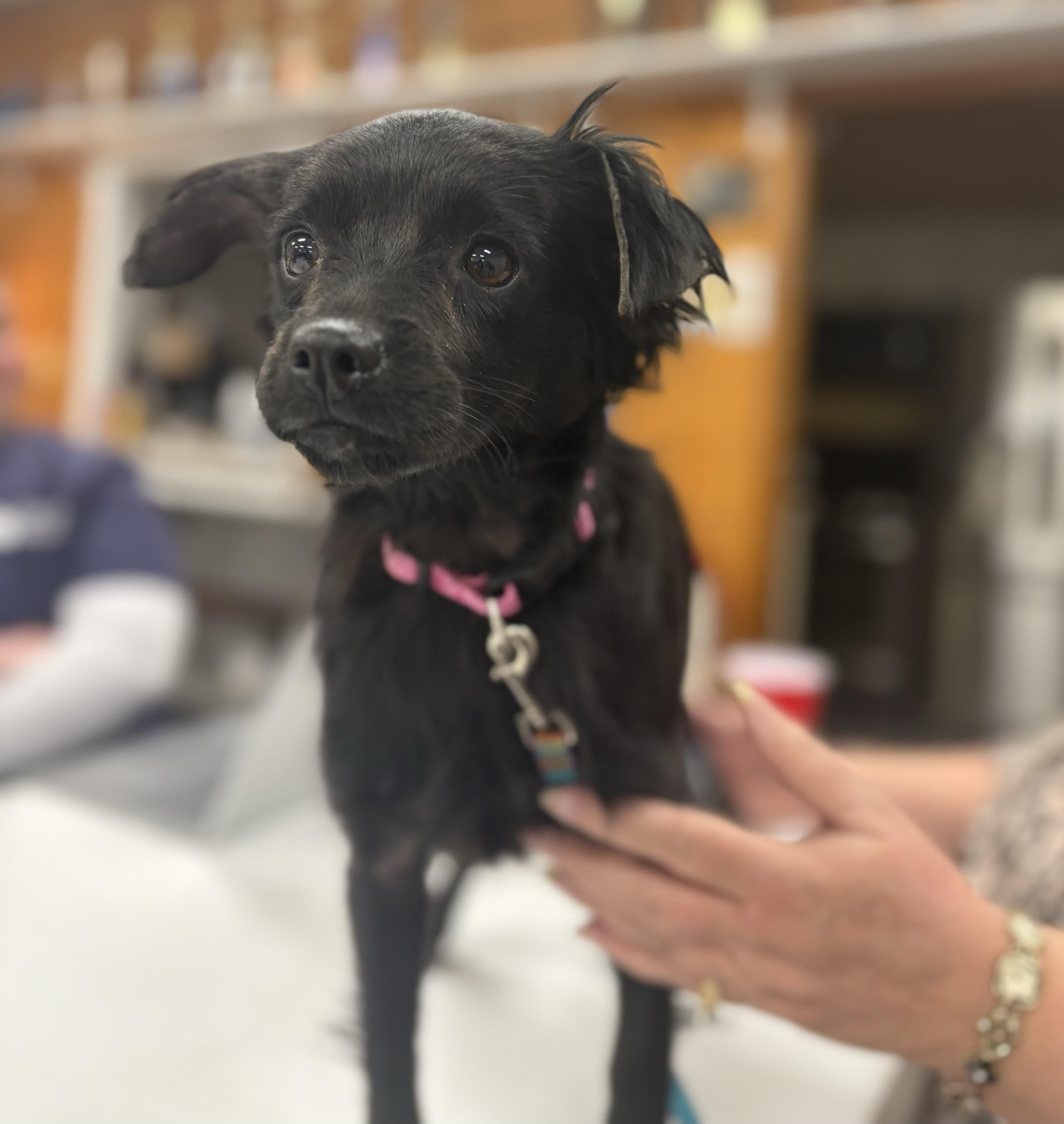 Enlarge Nova, an adopted mixed breed in Grafton, WV image 6/6