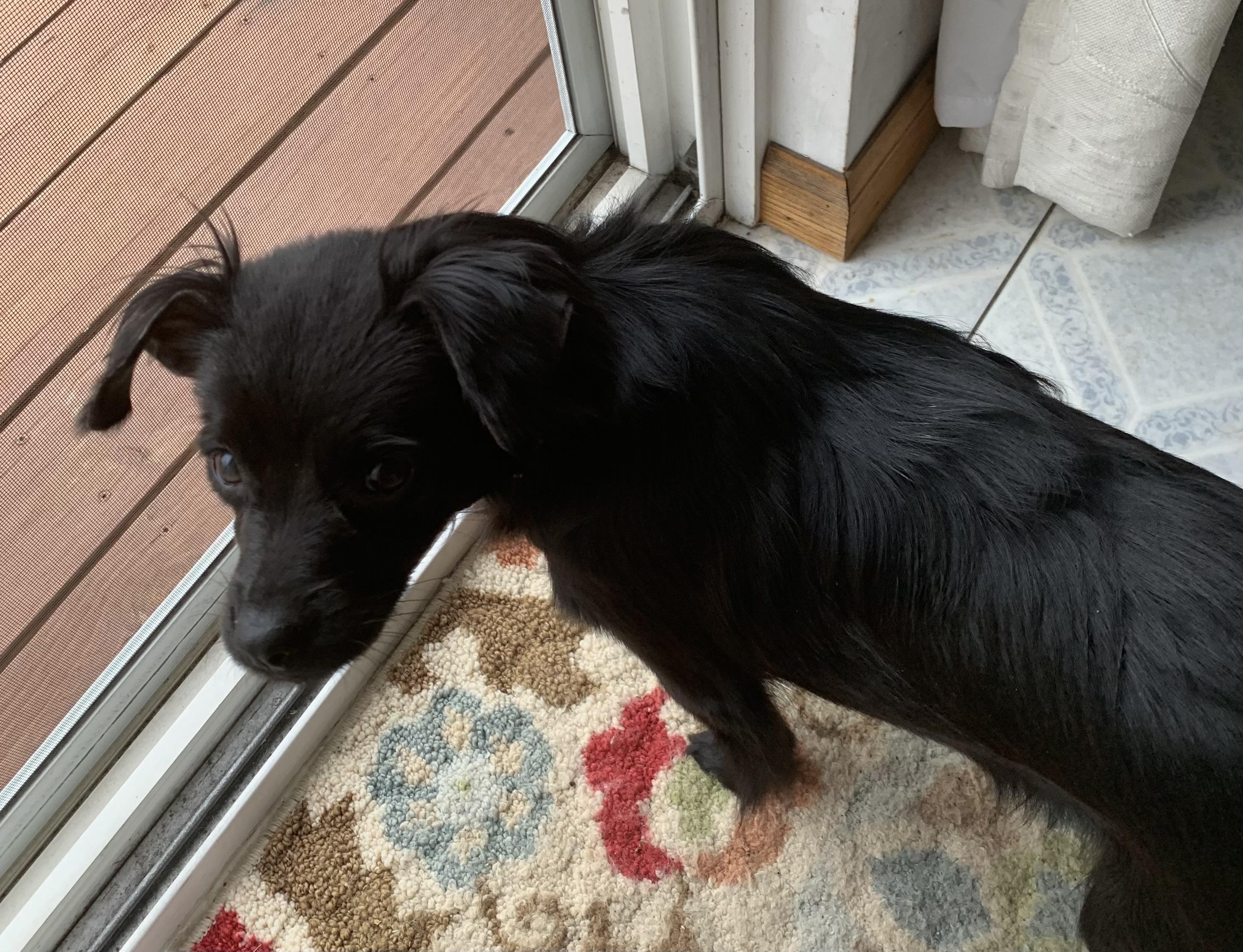 Enlarge Nova, an adopted mixed breed in Grafton, WV image 5/6