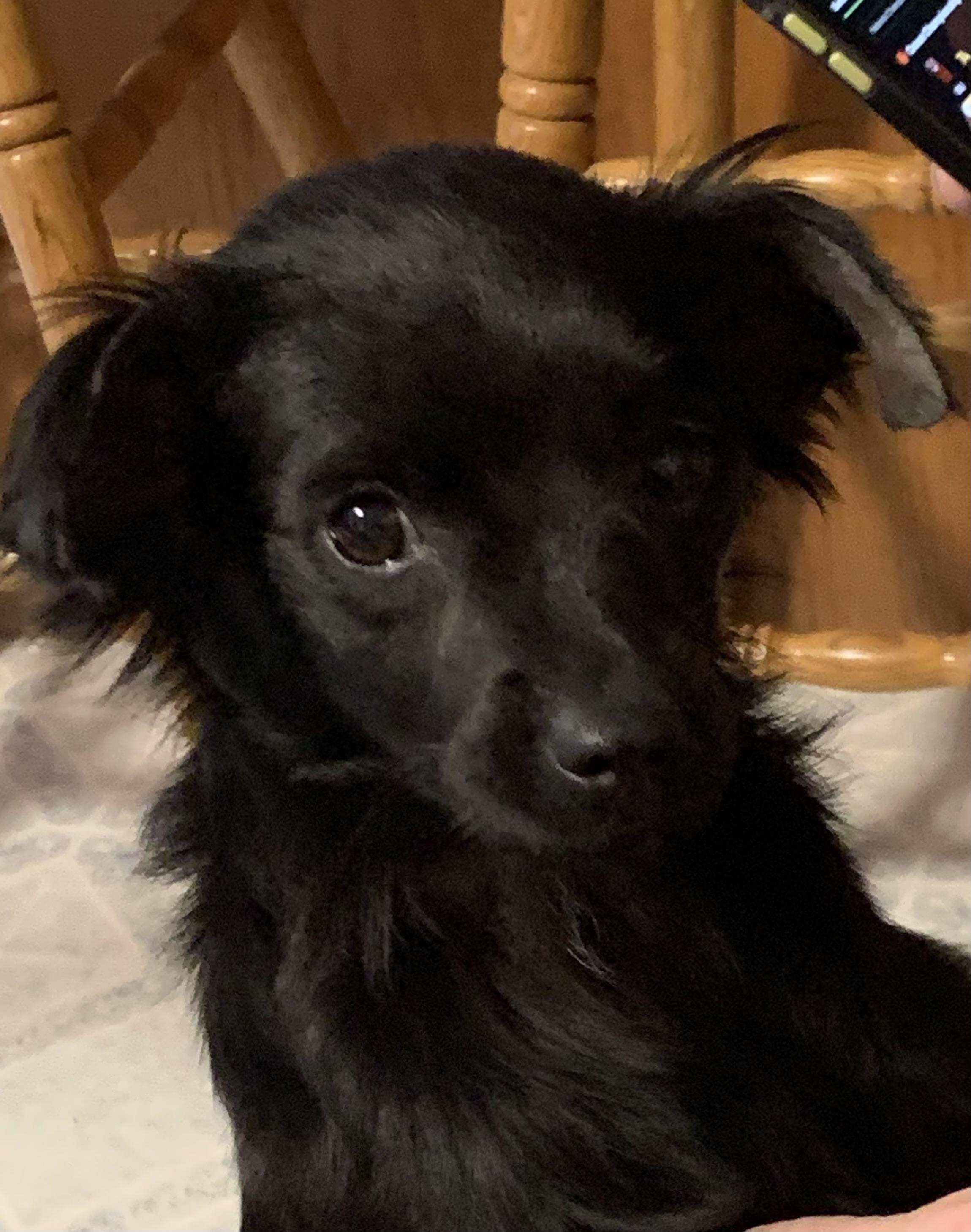 Enlarge Nova, an adopted mixed breed in Grafton, WV image 2/6