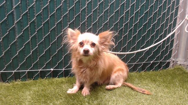 Enlarge ALEJANDRA, a Adoptable Chihuahua in Downey, CA image 1/1
