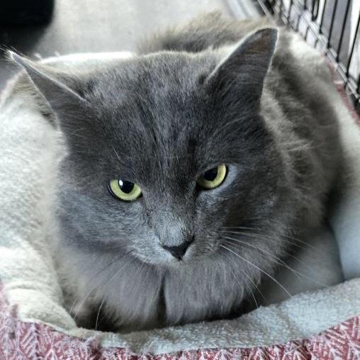 Enlarge Merlin (& Shadow), a Adoptable Domestic Long Hair in Puyallup, WA image 5/6