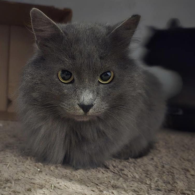 Enlarge Merlin (& Shadow), a Adoptable Domestic Long Hair in Puyallup, WA image 2/6