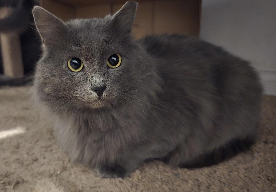 Merlin (& Shadow), Adoptable, Adult Male Domestic Long Hair.