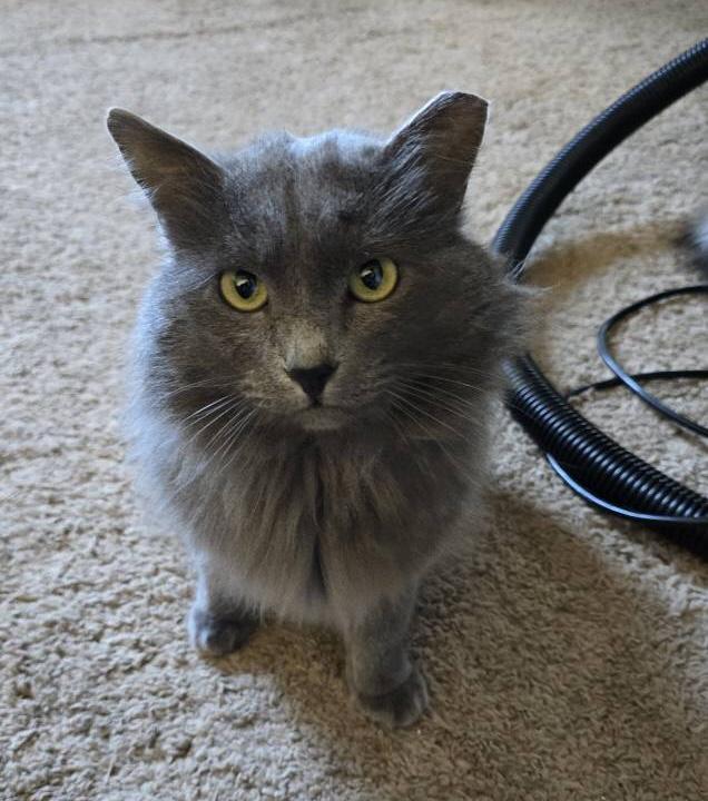 Enlarge Merlin (& Shadow), a Adoptable Domestic Long Hair in Puyallup, WA image 4/6