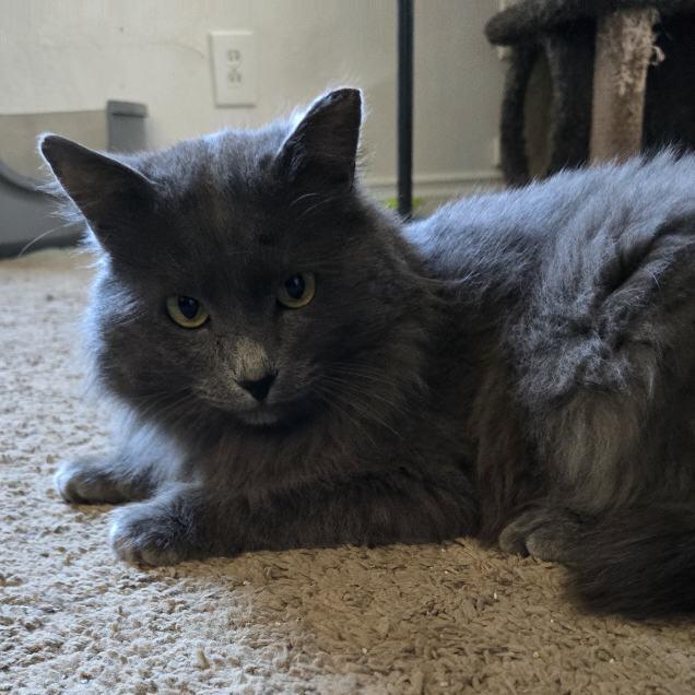 Enlarge Merlin (& Shadow), a Adoptable Domestic Long Hair in Puyallup, WA image 6/6