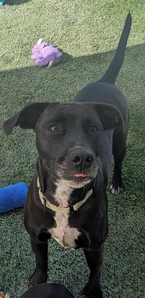 Enlarge Amal-Sweet, Shy Mama, a Adoptable Labrador Retriever in Fort Myers, FL image 2/6