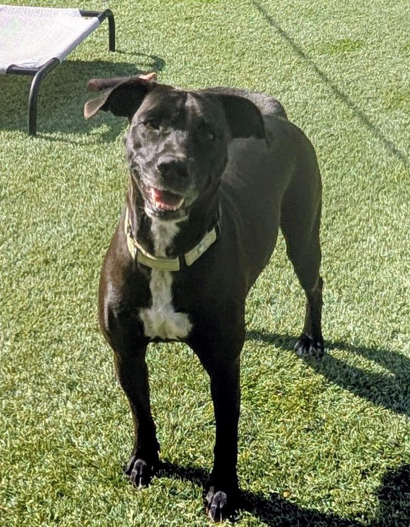 Enlarge Amal-Sweet, Shy Mama, a Adoptable Labrador Retriever in Fort Myers, FL image 3/6