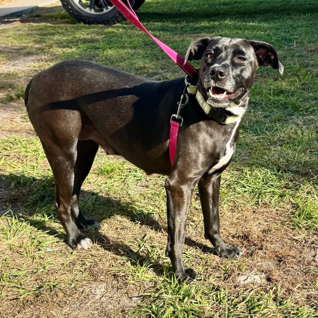 Enlarge Amal-Sweet, Shy Mama, a Adoptable Labrador Retriever in Fort Myers, FL image 4/6