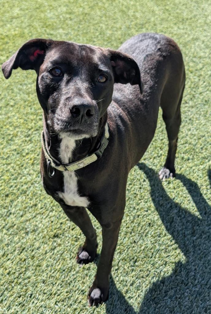 Enlarge Amal-Sweet, Shy Mama, a Adoptable Labrador Retriever in Fort Myers, FL image 1/6