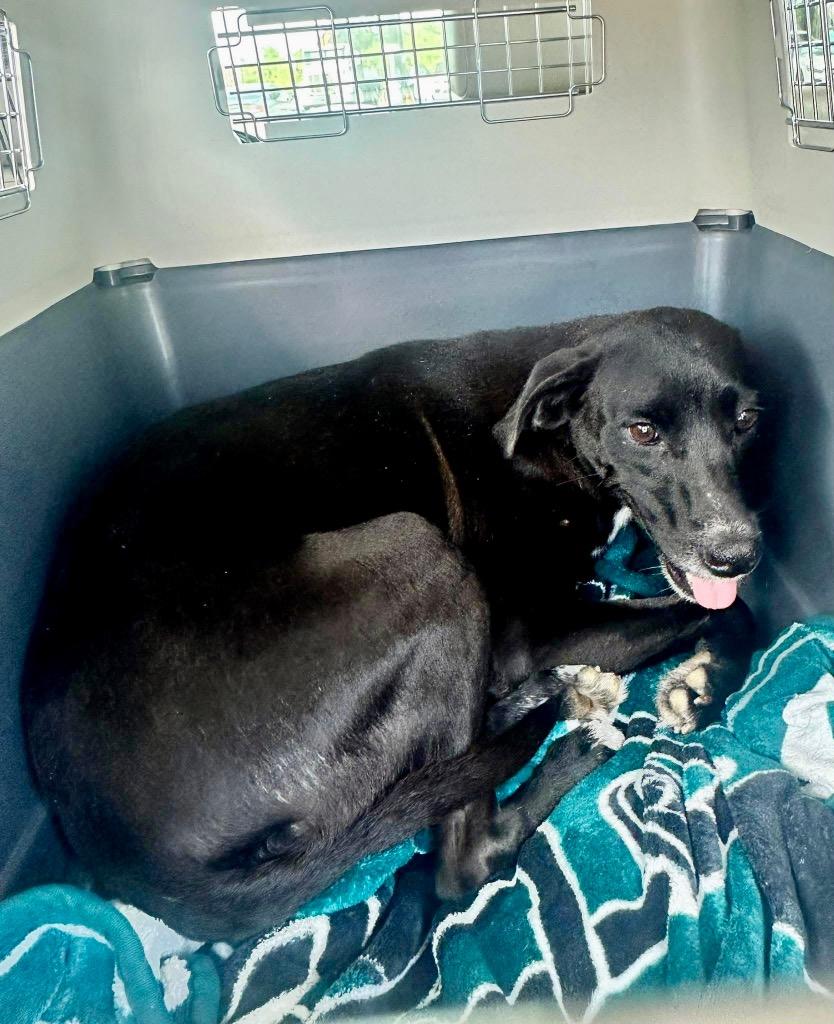 Enlarge Amal-Sweet, Shy Mama, a Adoptable Labrador Retriever in Fort Myers, FL image 5/6