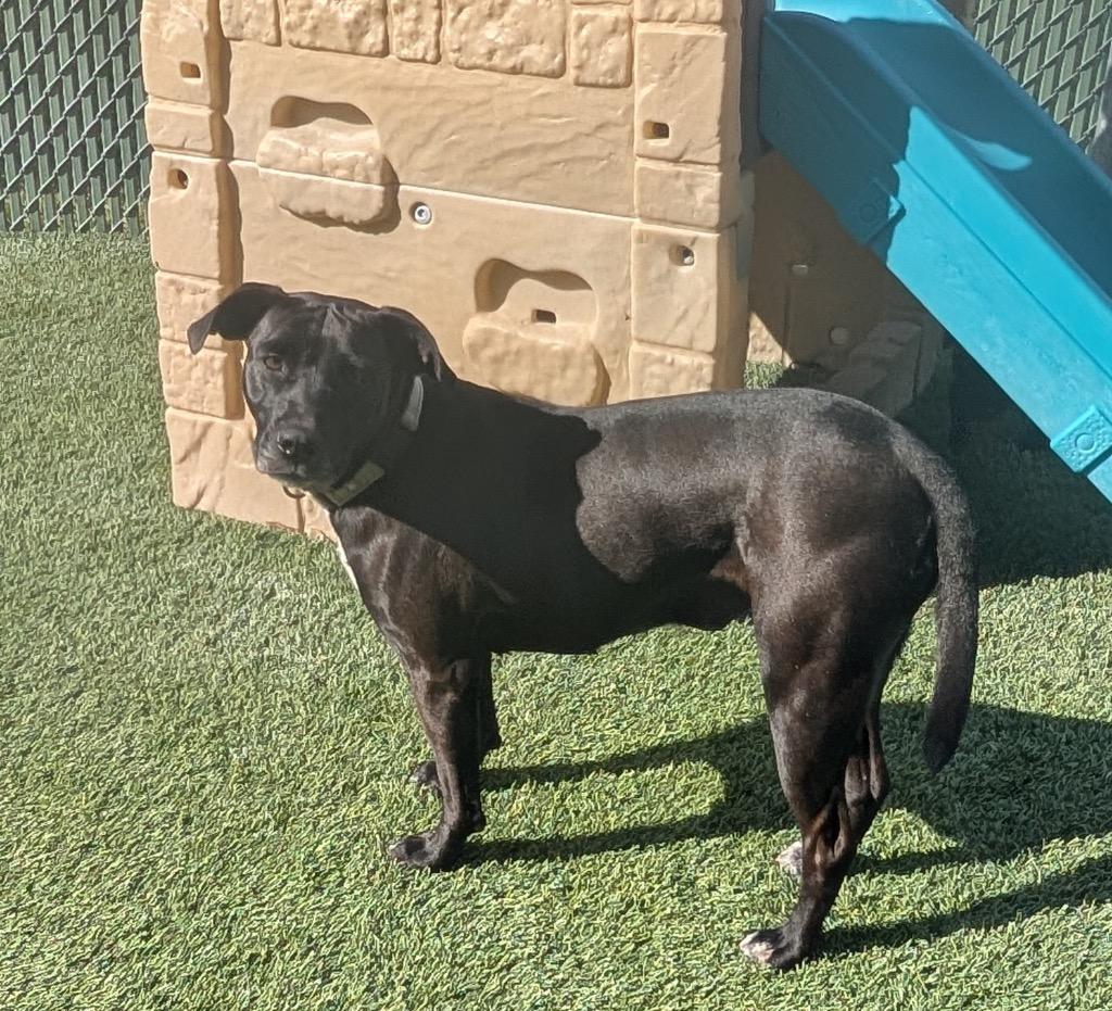 Enlarge Amal-Sweet, Shy Mama, a Adoptable Labrador Retriever in Fort Myers, FL image 6/6