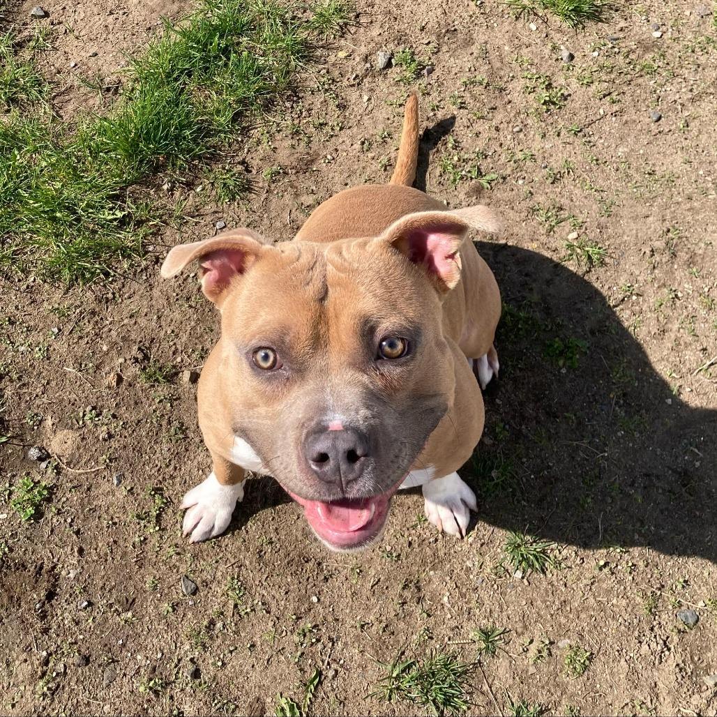 Chunk, Adoptable, Adult Male Pit Bull Terrier.