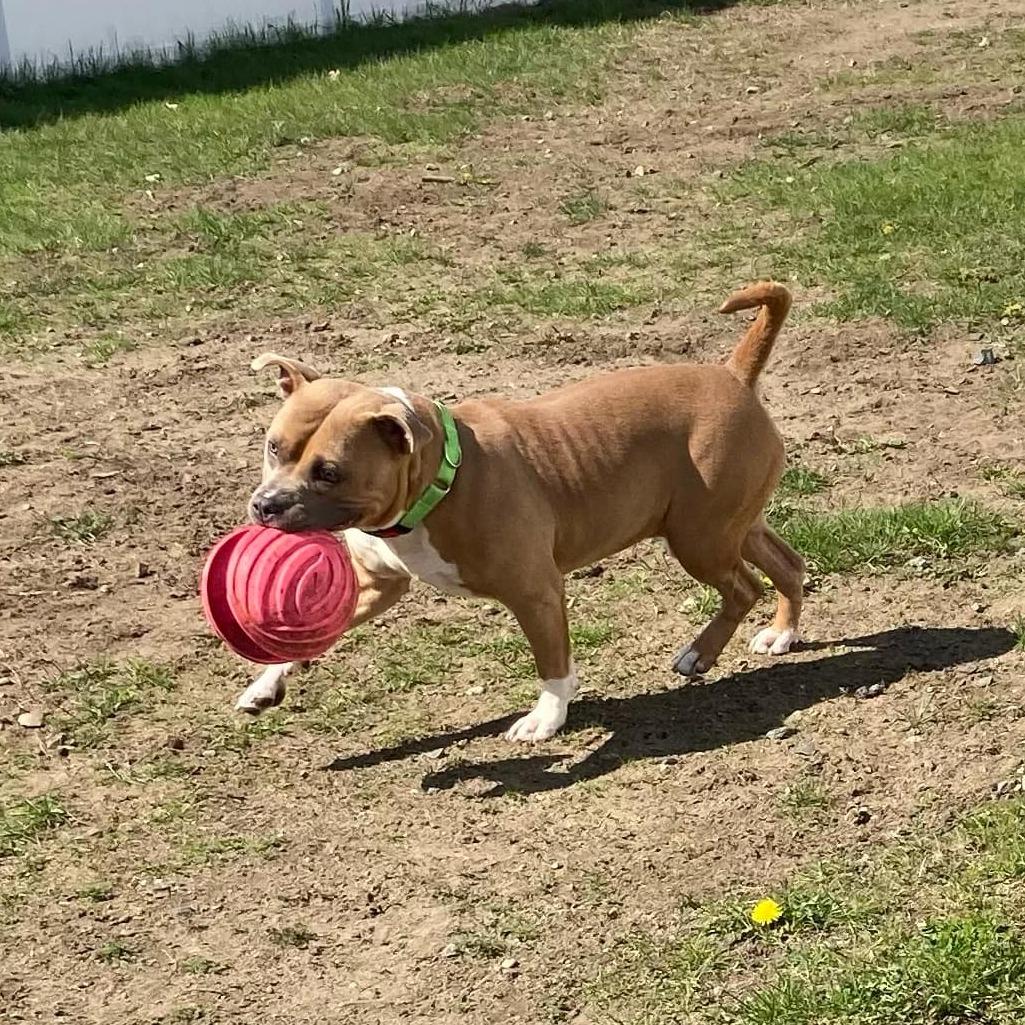 Chunk, a Adoptable Pit Bull Terrier in Ballston Spa, NY image 2/6