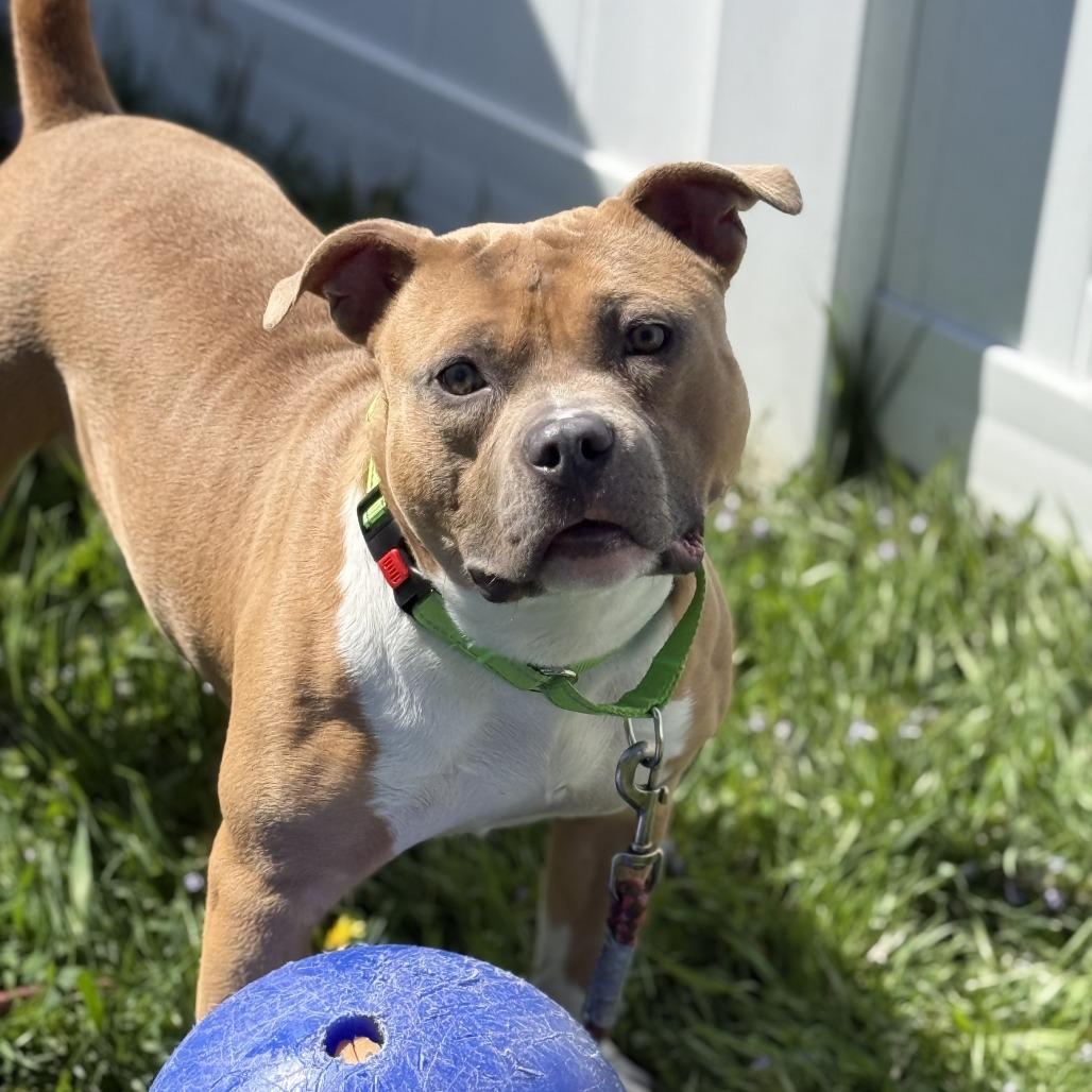 Chunk, a Adoptable Pit Bull Terrier in Ballston Spa, NY image 5/6