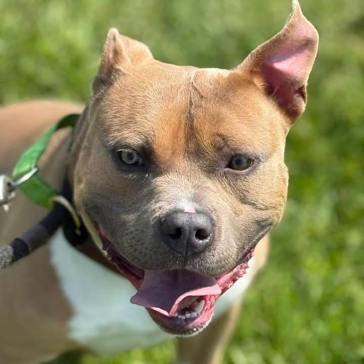 Chunk, a Adoptable Pit Bull Terrier in Ballston Spa, NY image 6/6