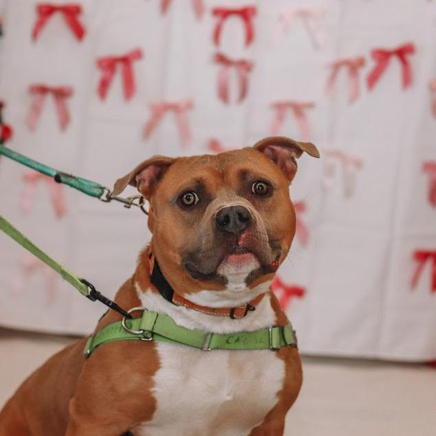 Chunk, a Adoptable Pit Bull Terrier in Ballston Spa, NY image 6/6