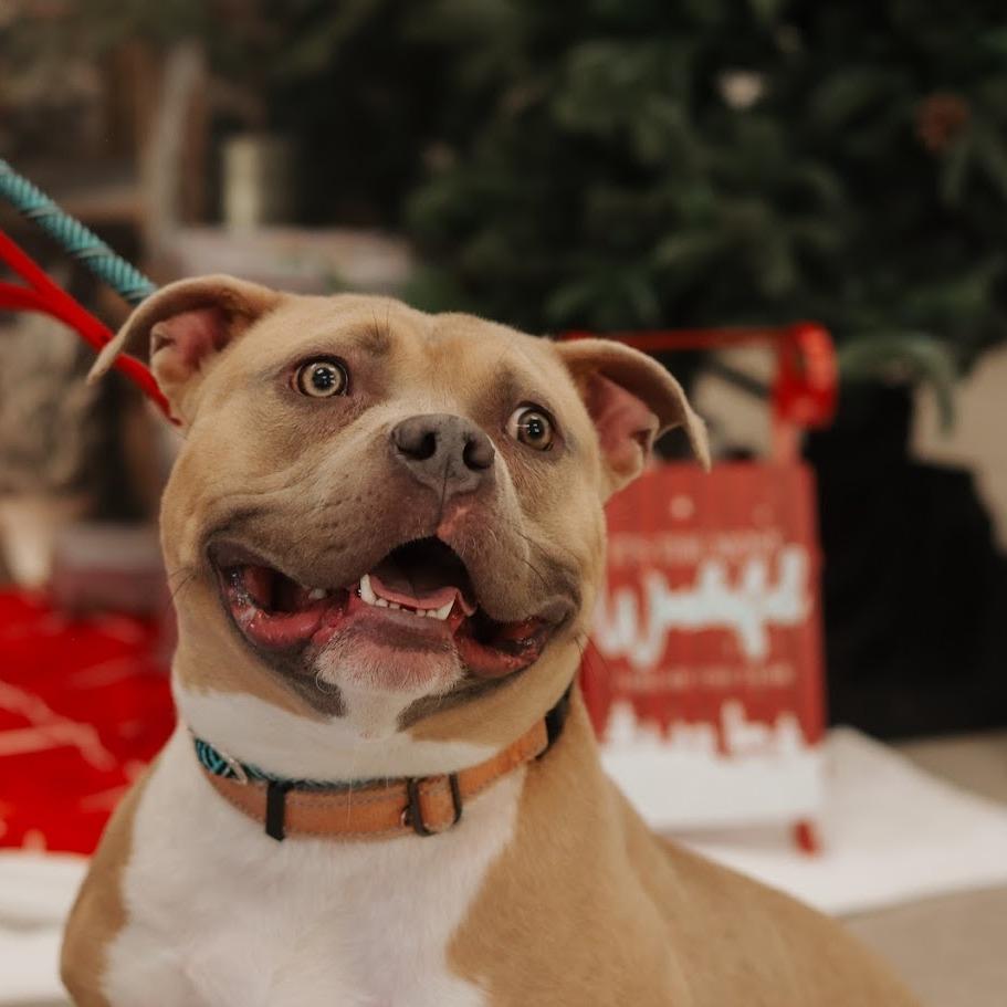 Enlarge Chunk, a Adoptable Pit Bull Terrier in Ballston Spa, NY image 6/6