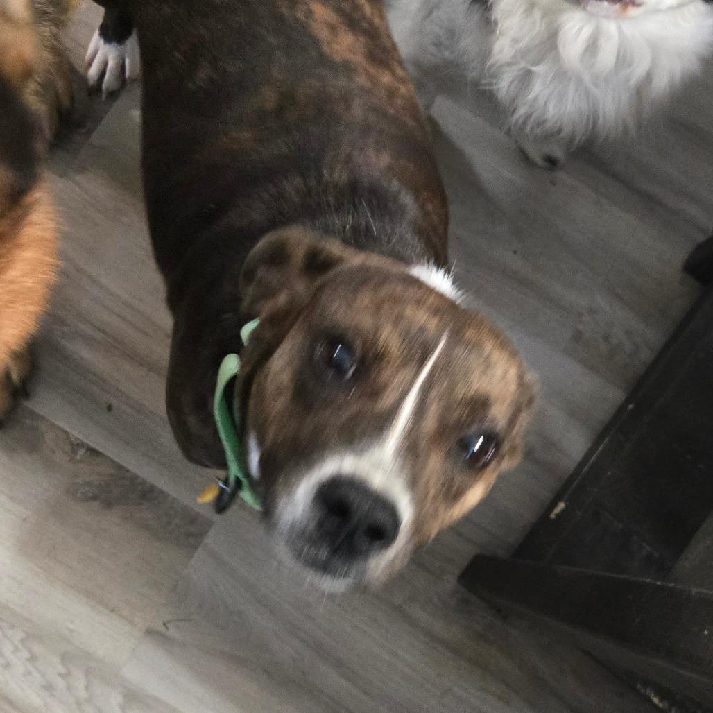 Chelsea, Adoptable, Young Female Corgi & Mountain Cur.