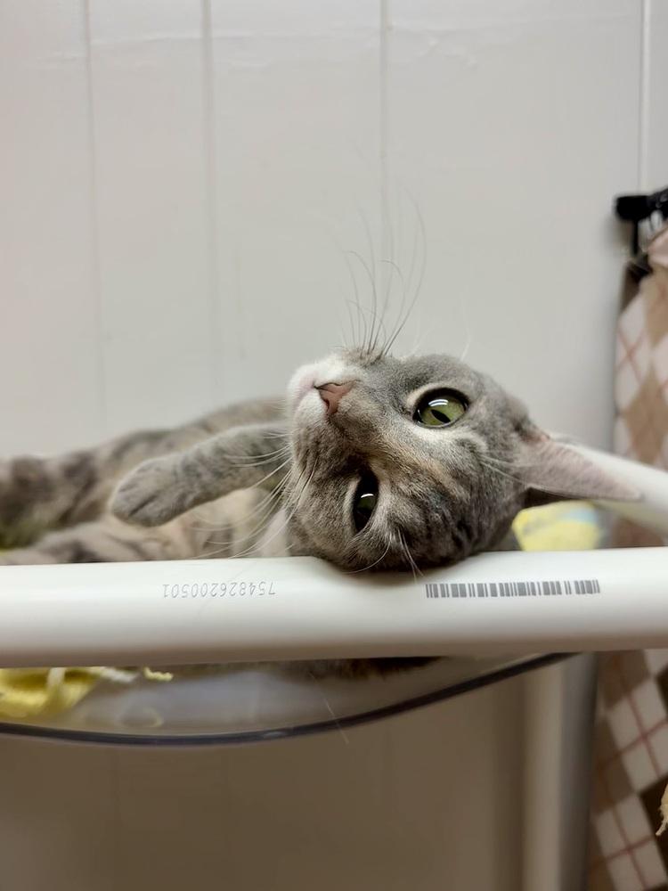 Siggy, a Adoptable mixed breed in Papillion, NE image 1/4