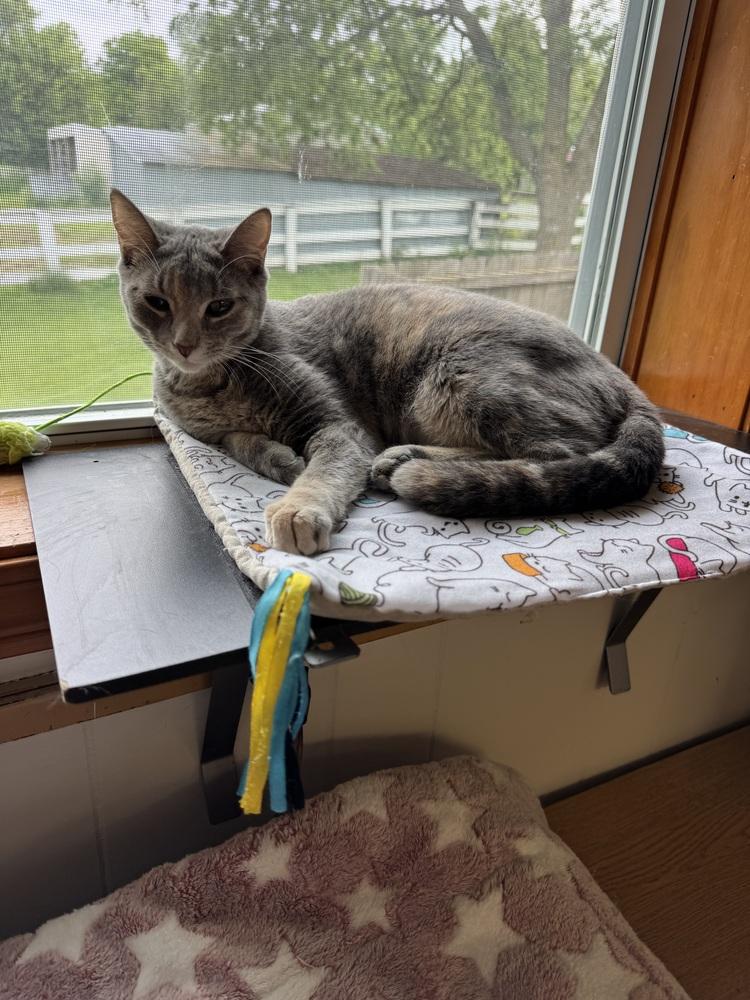 Siggy, a Adoptable mixed breed in Papillion, NE image 2/4