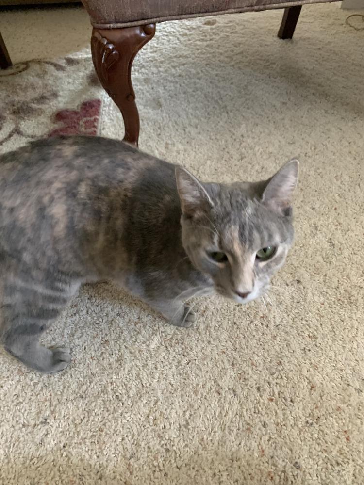 Enlarge Siggy, a Adoptable mixed breed in Papillion, NE image 1/1