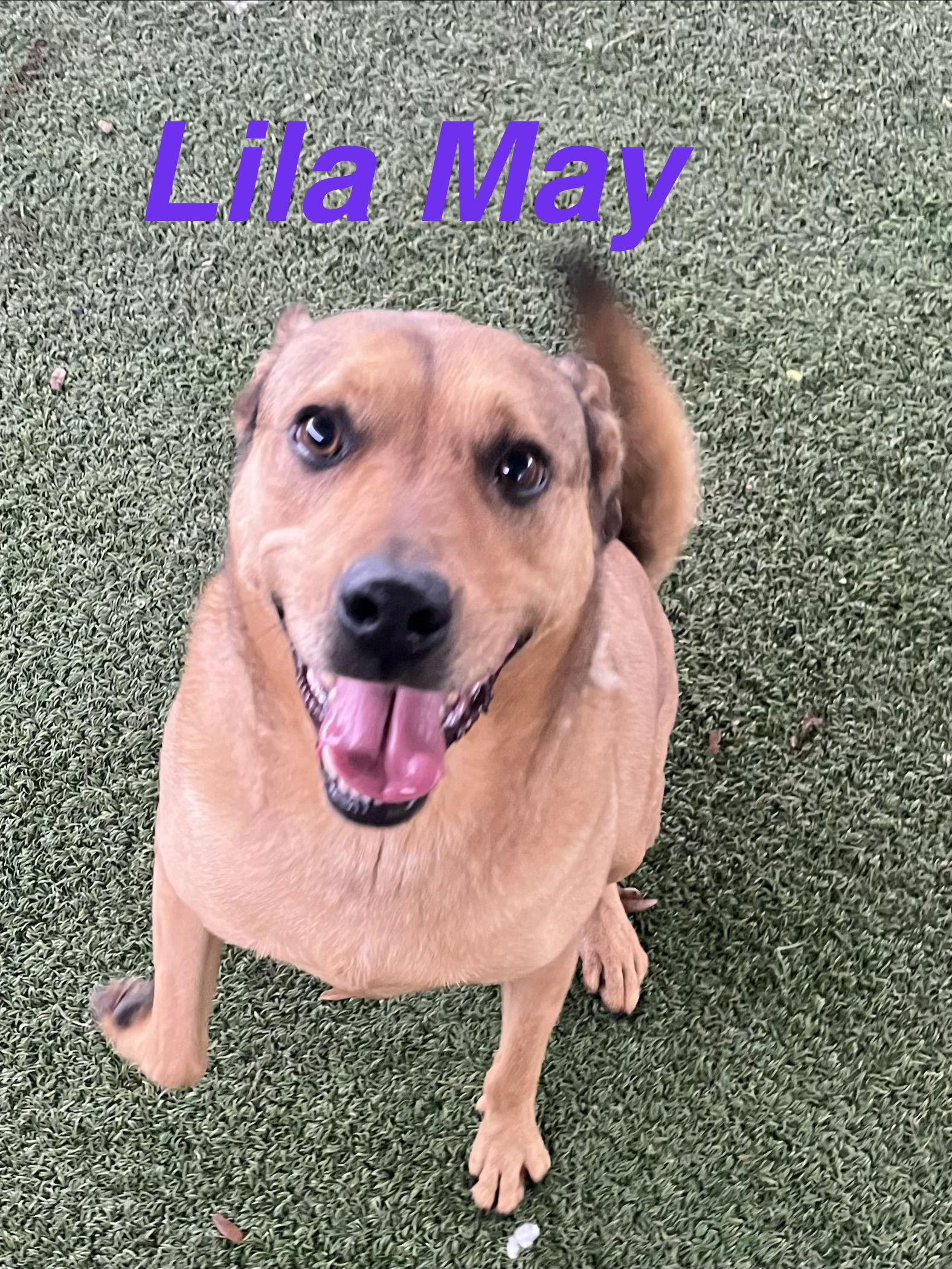Enlarge Lila Mae, a Adoptable mixed breed in Pipe Creek, TX image 1/3