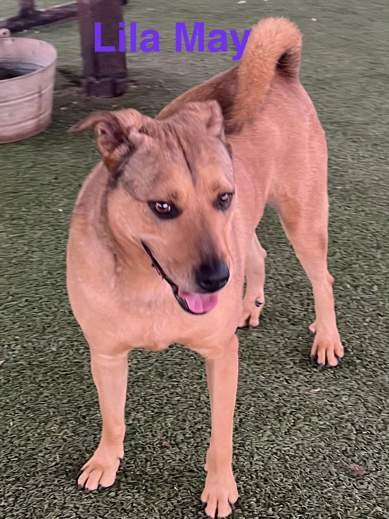 Enlarge Lila Mae, a Adoptable mixed breed in Pipe Creek, TX image 2/3