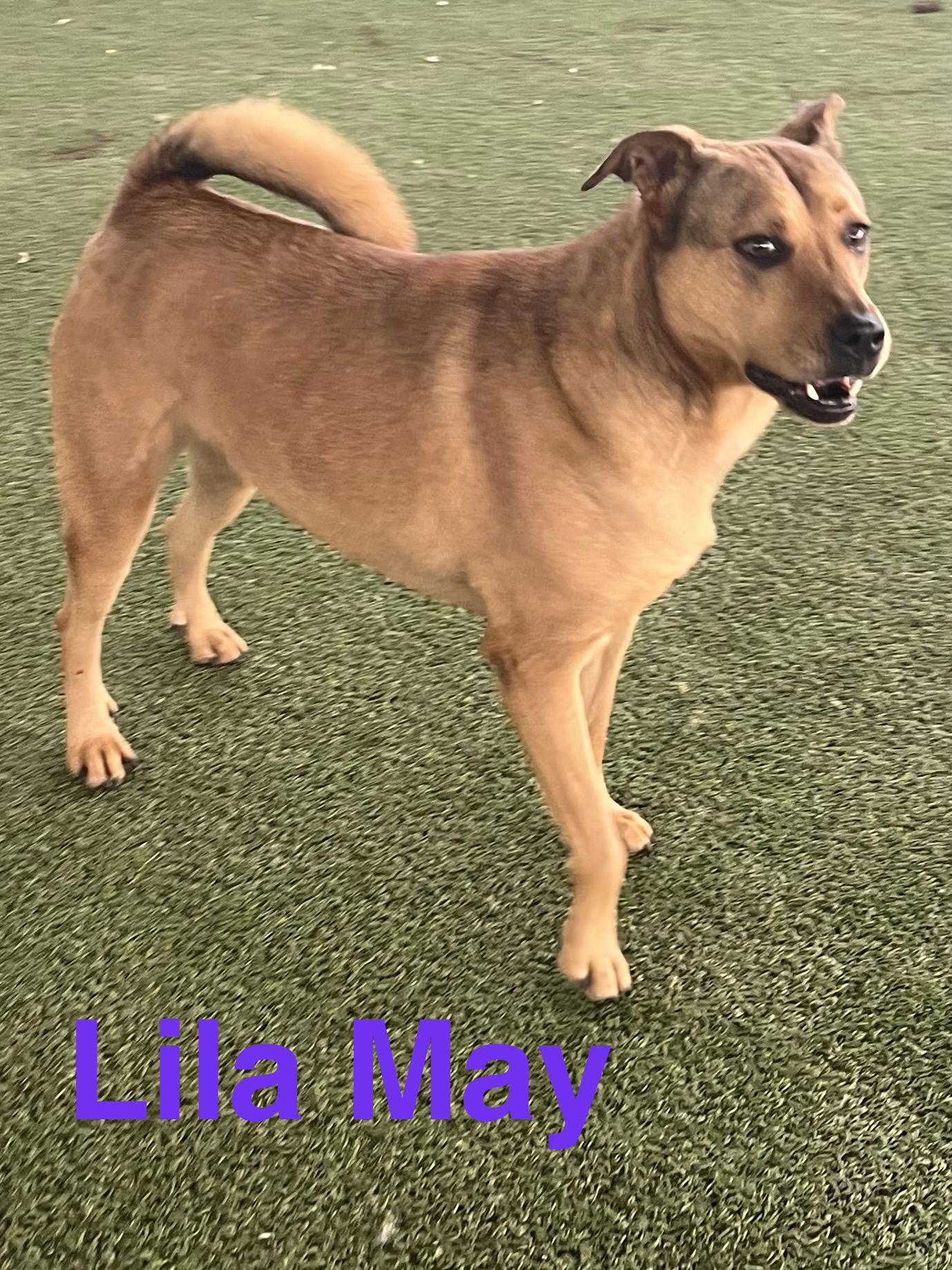 Enlarge Lila Mae, a Adoptable mixed breed in Pipe Creek, TX image 3/3