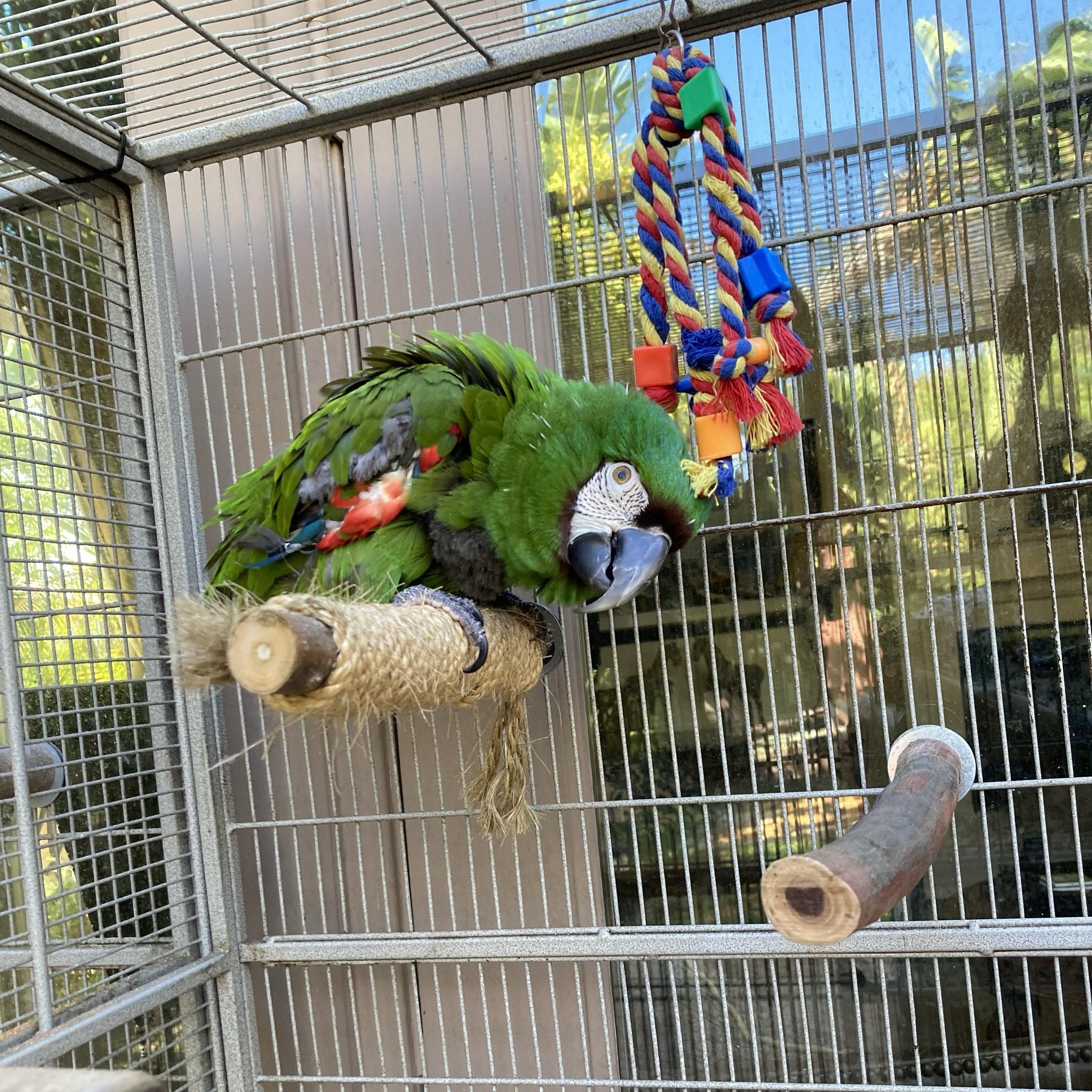 Enlarge Kula, a ADOPTABLE Macaw in San Diego, CA image 2/3