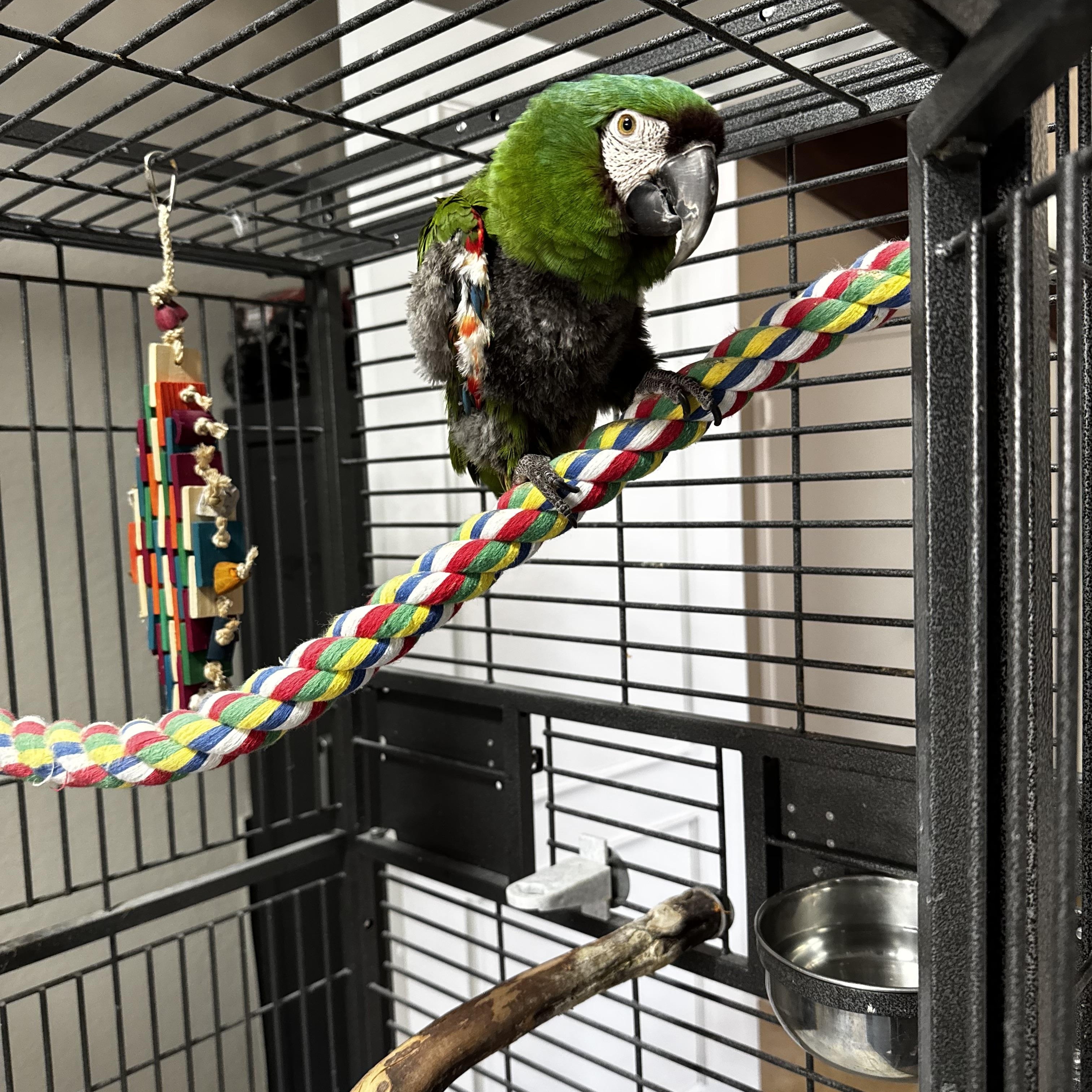 Kula, ADOPTABLE, Adult Male Macaw.