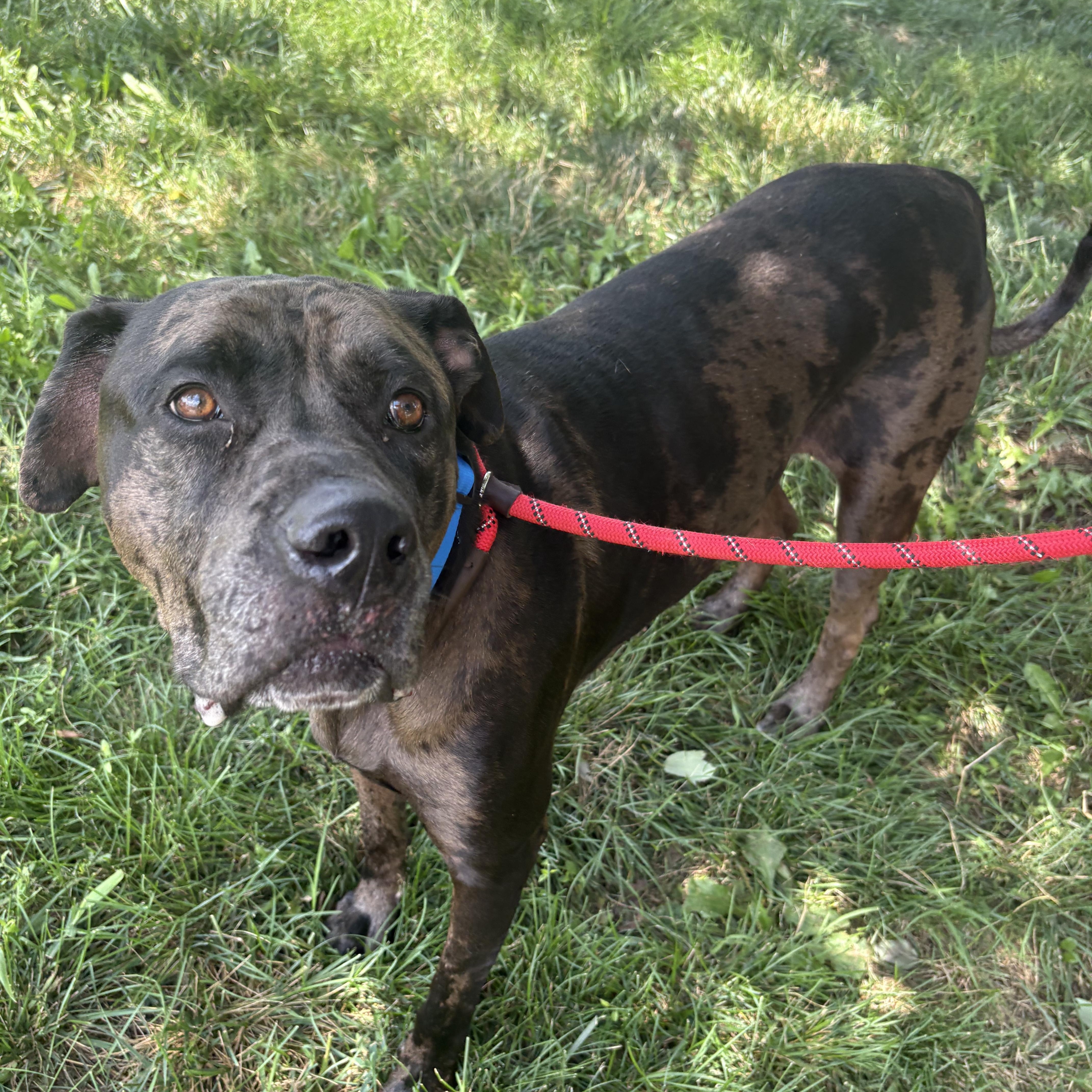 Pookie, adopted, Adult Male Cane Corso & Bullmastiff.